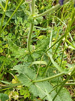 Sauge des prs - Salvia pratensis